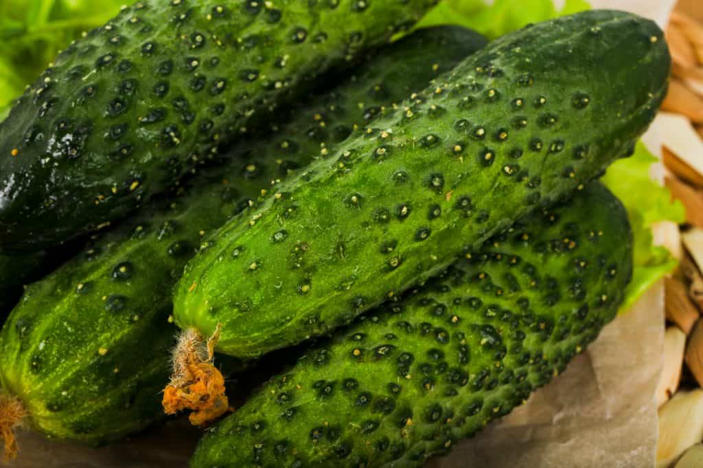 ما هي أنواع الخيار التي يمكن زراعتها على النافذة كيفية زراعة الخيار في فصل الشتاء على حافة النافذة والحصول على حصاد لائق القدرة على نمو الخيار في المنزل
