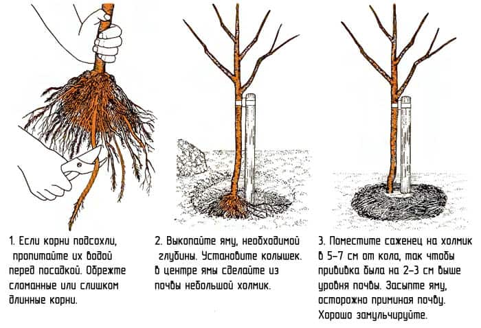 Иллюстрация к материалу «Джонаголд клоны. Яблоня джонаголд описание»