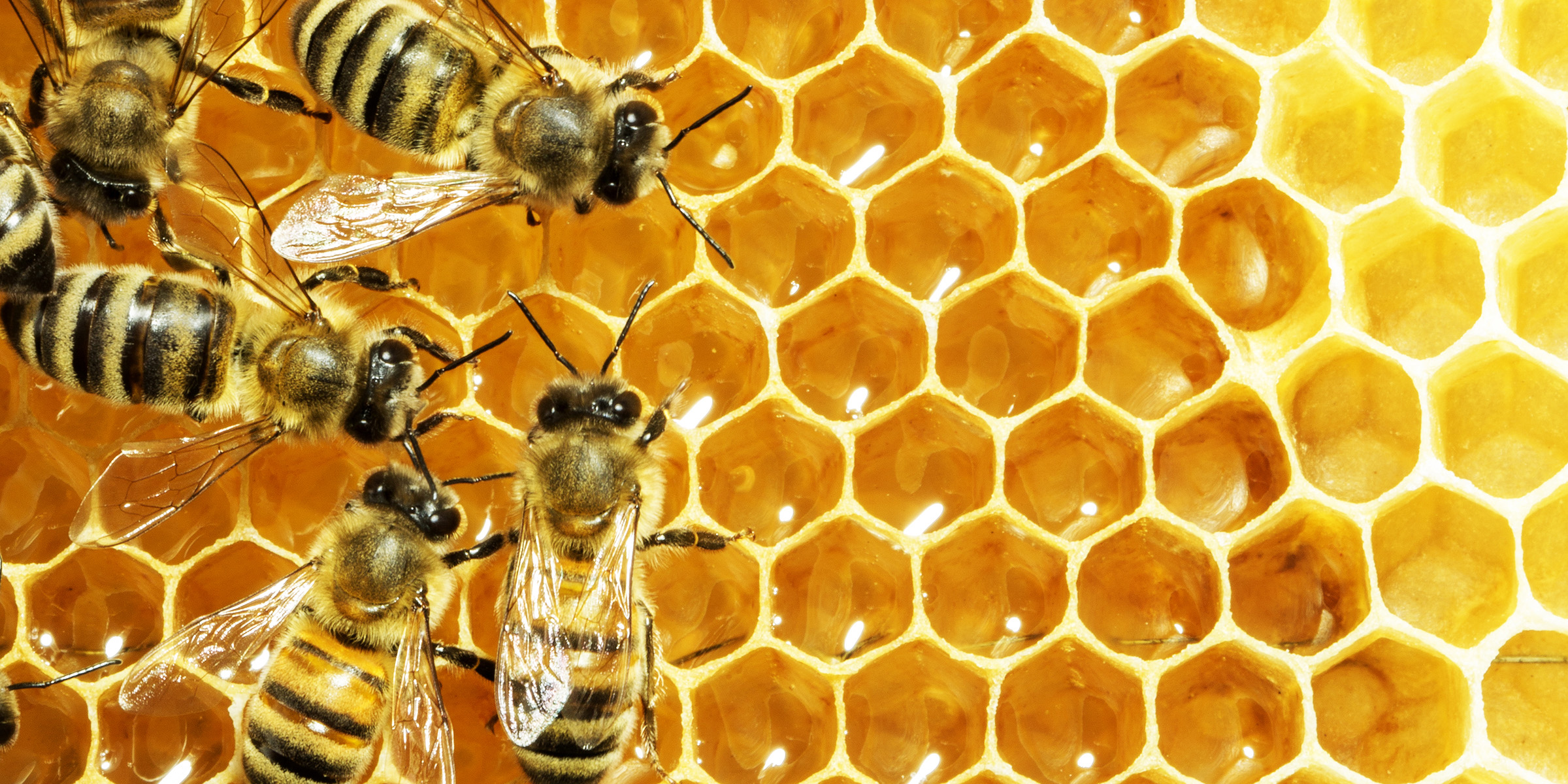 However, sometimes bees move into houses and. Conflict among honey bee genes supports theory of altruism | The Source | Washington University