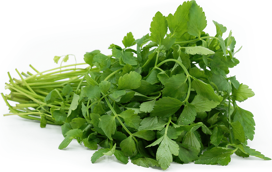 Pokok parsley (petroselinum crispum) merupakan sejenis pokok herba dwitahunan yang daunnya biasa juga digunakan sebagai rempah. Water Dropwort Information And Facts