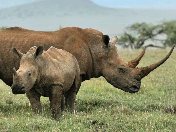 Biotech And 3 D Printing Could Make Rhino Poaching Pointless Ieee Spectrum