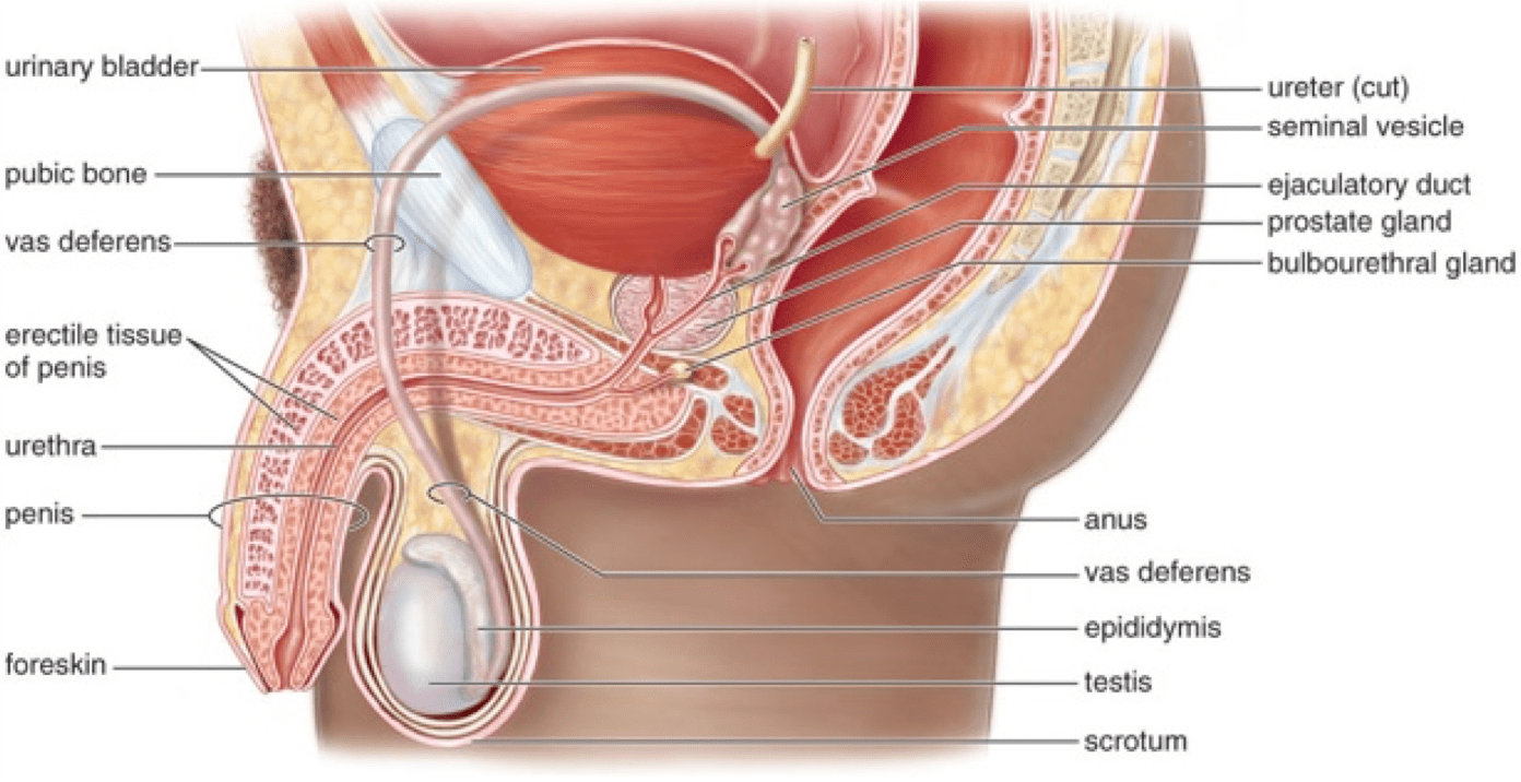 It will also help us develop new content for you. Reproduction And Reproductive Apparatus In H Sapiens Sperimentando