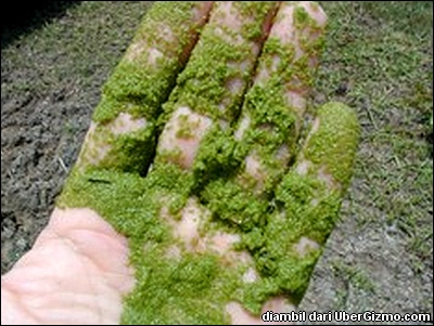 Kelas ini disebut alga hiaju karena mengandung pigmen klorofil a dan b yang lebih . Pembangkit Listrik Tenaga Ganggang Spinn Webzine