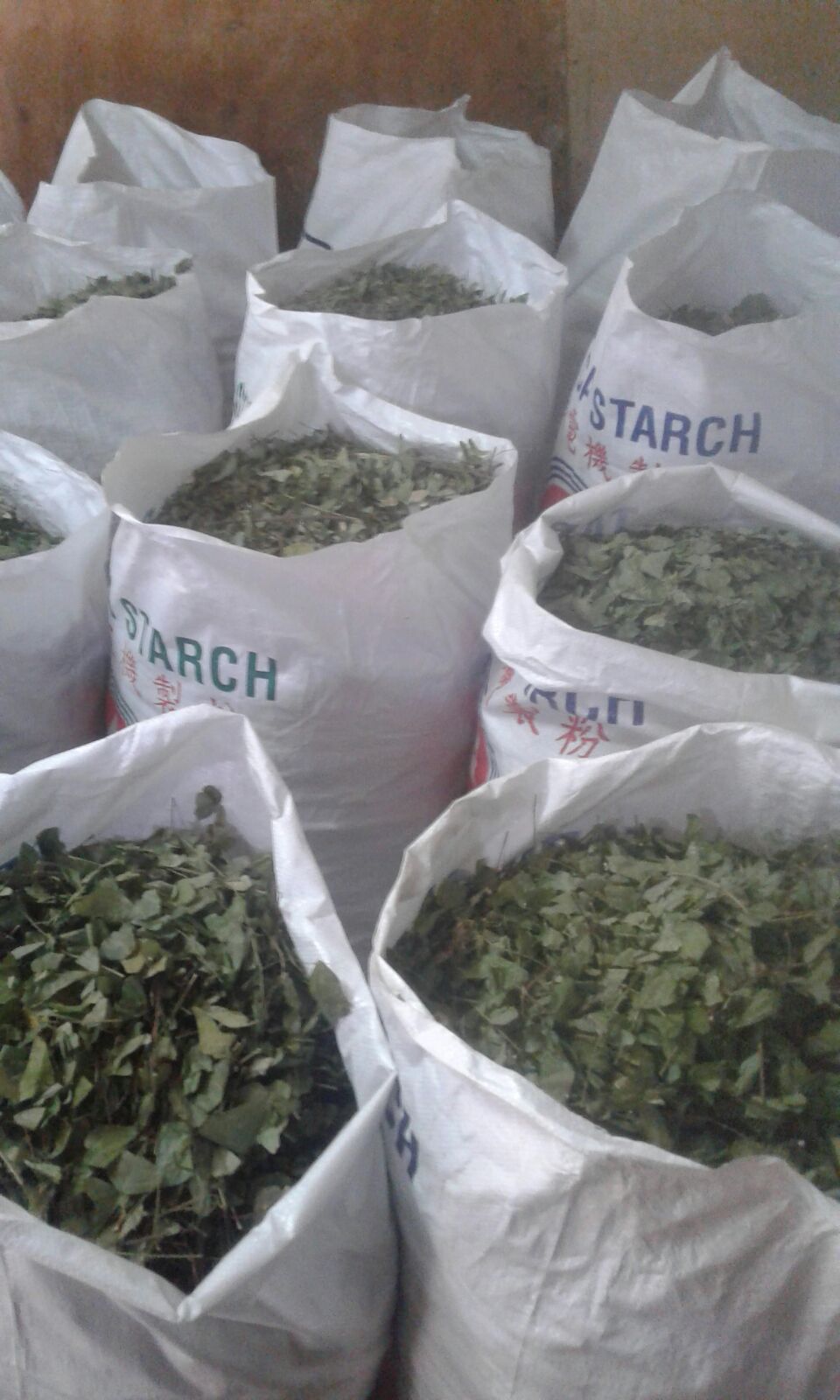 Minum segelas diwaktu pagi sebelum sarapan dan segelas malam sebelum . Daun Rerama Di Kuala Lumpur Produk Daun Rama Rama Kering Di Kuala Lumpur Shah Alam Petaling Jaya Cheras Putrajaya Kajang Bukit Jalil Damansara Johor Bahru Penang Kuantan Kota Kinabalu Kuching Wangsa Maju Sungai