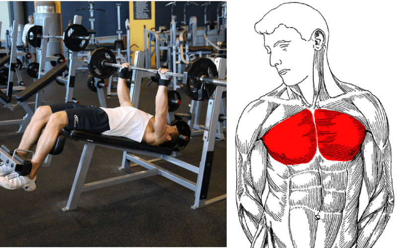 Only regular strength training, in the form of squats, deadlifts, lunges, step ups and split squats, will build your glutes, not excessive amounts of protein. Why You Should Do Decline Bench Presses for A Barrel Chest