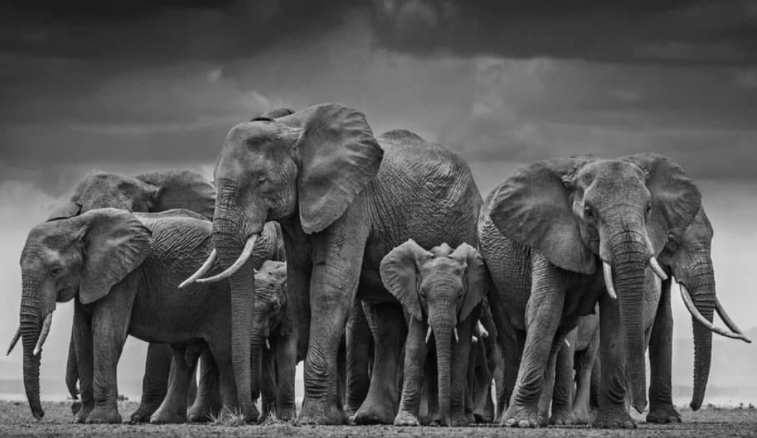 Photo of a group of Elephants backed together in a circle protecting a birthing mother and baby. Jen Hatmaker shares about Elephants protecting each other and how we could do the same. More inspiring posts can be found at www.sprouting-vitality.com #sproutingvitality #mckenzieonthemove