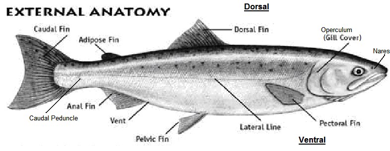 Label the external anatomy of a salmon. Anatomy South Puget Sound Salmon Enhancement Group