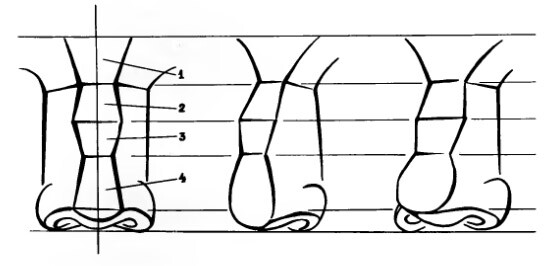 как рисовать вздернутый нос