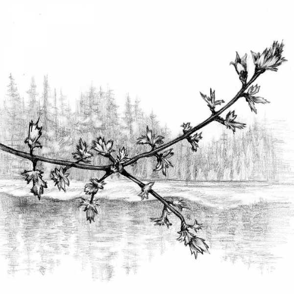 нарисовать весенний пейзаж 2 класс