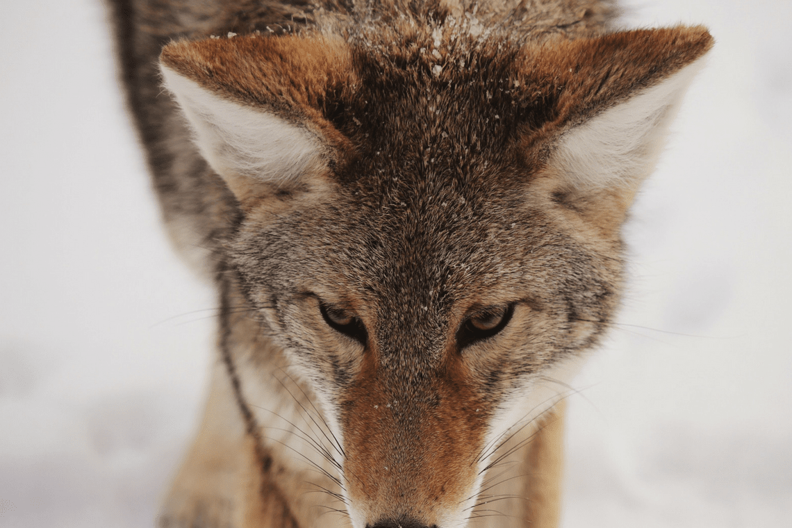 Blood underneath the skin shows through as a purplish color. Color Combination Fox Eyes - Canva's Design Wiki