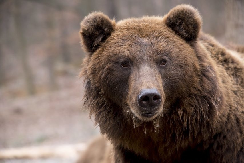 Pyrenees Quatre Ours S Attaquent A Un Troupeau Plusieurs Brebis Tuees On Ne Peut Plus Vivre Ca Actu Toulouse