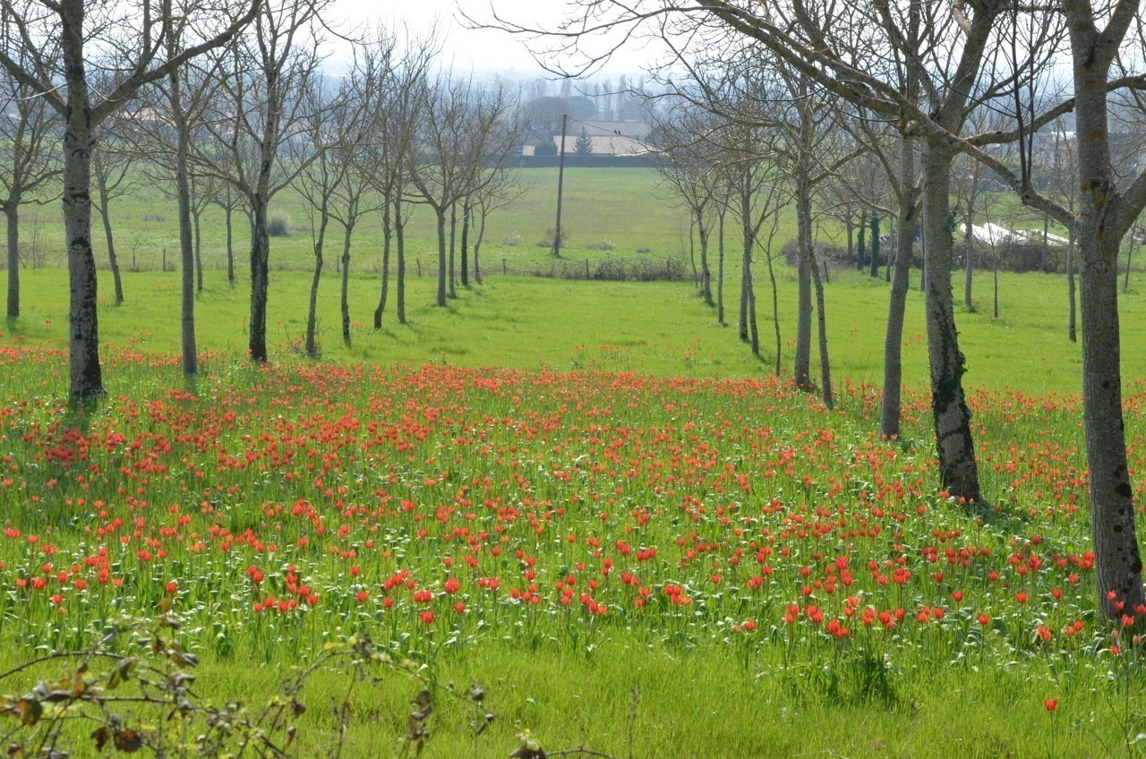 La meilleure saison pour venir voir les champs de tulipes en fleur est de mars à la fin. Lot Et Garonne Insolite A Marmande Les Tulipes Rares De Bouilhats Ont Fleuri Le Republicain Lot Et Garonne