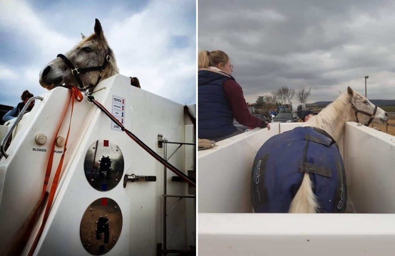 Azzedine ahmed chaouch l'a rencontrée, souriante, en déplacement au salon du cheval ce matin. Pres De Rouen Des Seances De Balneotherapie Pour Soigner Chevaux Et Chiens 76actu