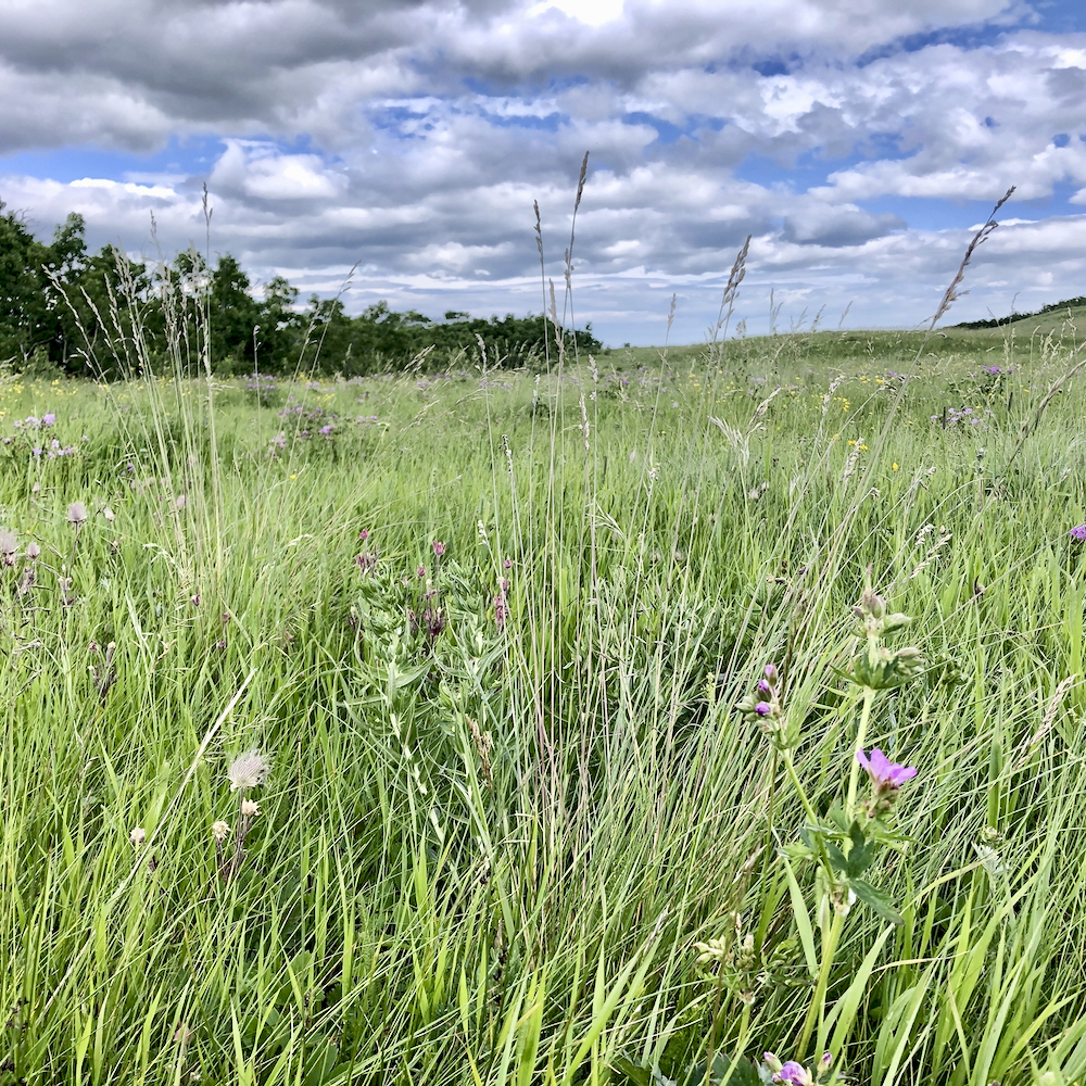 The coarse fescue grasses of Alberta Alberta News