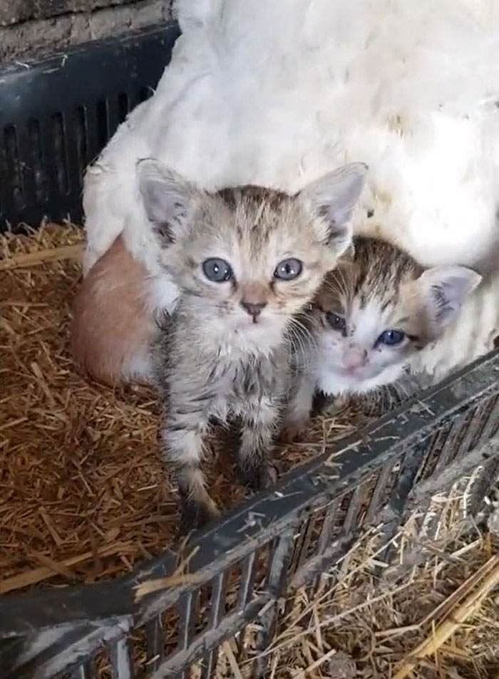 Un Mec Trouve Son Poulet En Train De S Occuper De Trois Chatons Orphelins Wavepets Un Mec Trouve Son Poulet En Train De S Occuper De Trois Chatons Orphelins Wavepets