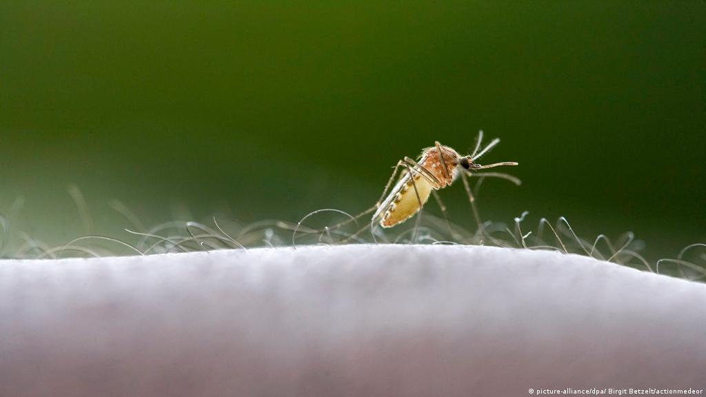 Er gilt als der kompakte unter den baggern. Mosquito Numbers Rising As Germany Warms Up Environment All Topics From Climate Change To Conservation Dw 18 07 2013