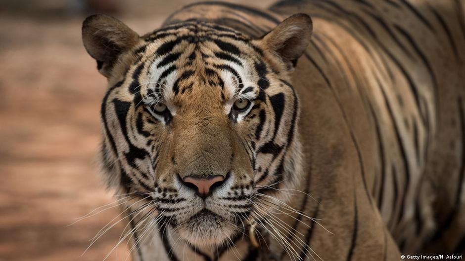 Harimau (panthera tigris) adalah hewan mamalia yang tergolong dalam filum chordata (mempunyai saraf tulang belakang), subfilum vertebrata ( . Deskripsi Tentang Harimau Dalam Bahasa Inggris - Dunia Belajar