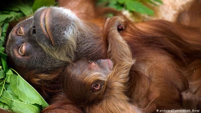 Grosir dan dropshipping berdua disambut? Video Sulap Buat Takjub Orangutan Sosbud Laporan Seputar Seni Gaya Hidup Dan Sosial Dw 10 12 2015