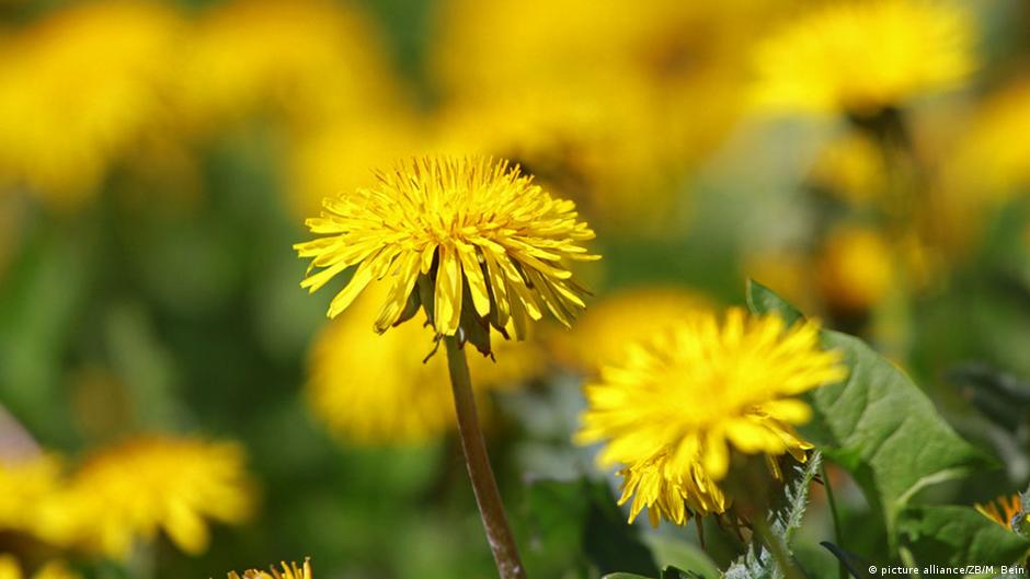 Dandelion seeds blowing in the wind dandelion seeds blowing in the wind across a summer field background, conceptual image meaning change, growth, movement and direction. Could Rubber From Dandelions Make Tires More Sustainable Global Ideas Dw 10 03 2021