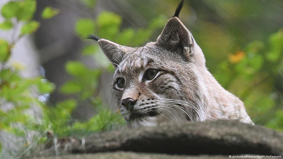 Bringing Back The Lynx In Britain Environment All Topics From Climate Change To Conservation Dw 13 09 2016