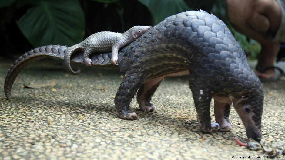 Although you'd like to imagine the possibility of sea turtles and tigers going the way of the dodo is improbable, extin. International Biodiversity Day Asia S Most Threatened Species All Media Content Dw 22 05 2019