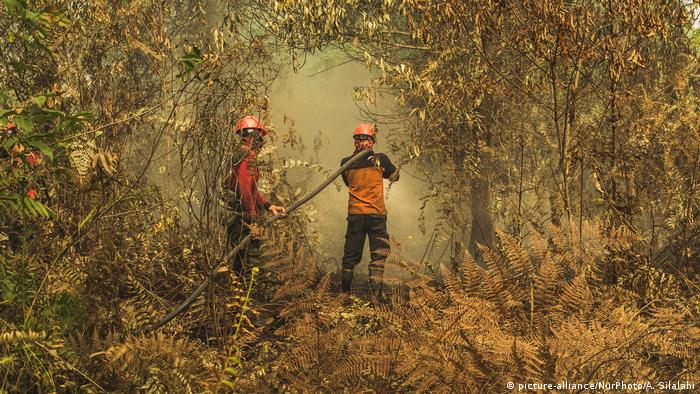 Kebakaran merupakan salah satu peristiwa yang tidak diinginkan dan. Kebakaran Hutan Dan Lahan Di Indonesia Kian Meluas Indonesia Laporan Topik Topik Yang Menjadi Berita Utama Dw 31 07 2019