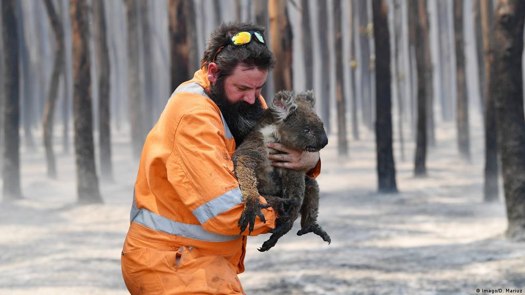 Seekor binatang koala yang basah kuyup dan kesepian ini terjebak di tiang pagar, kawasan aswlanie hills, australia selatan. Koala Dan Walabi Australia Terancam Punah Akibat Kebakaran Dw 13 01 2020