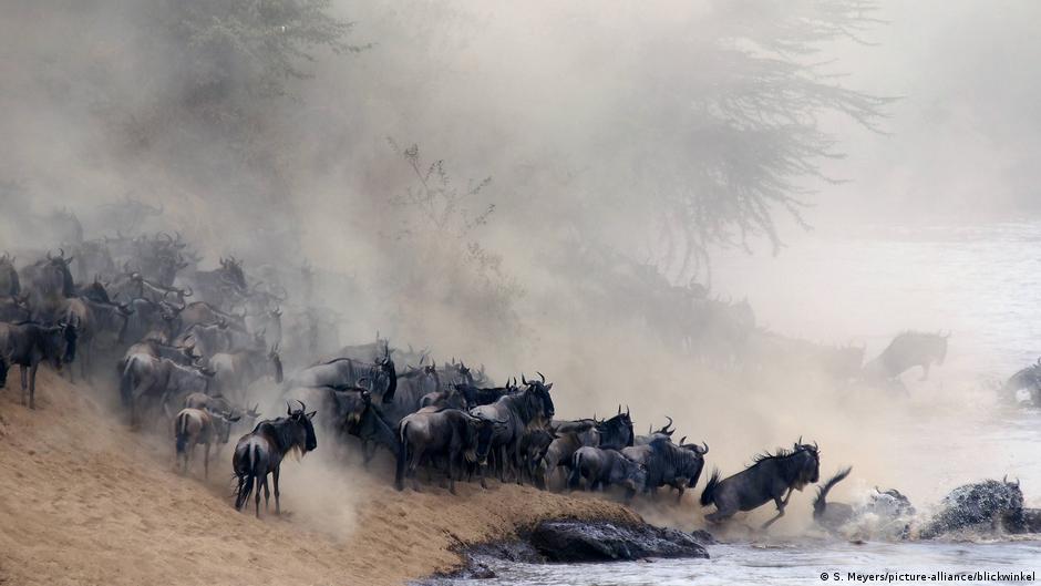 Animal migration has fascinated humans for millennia. The Incredible Journeys Of Migratory Animals All Media Content Dw 22 10 2020