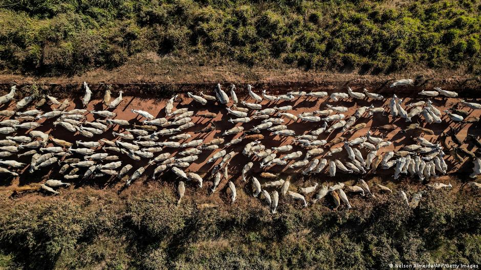 Exploring the Environmental Impact of the EU-Mercosur Trade Deal: What You Need to Know