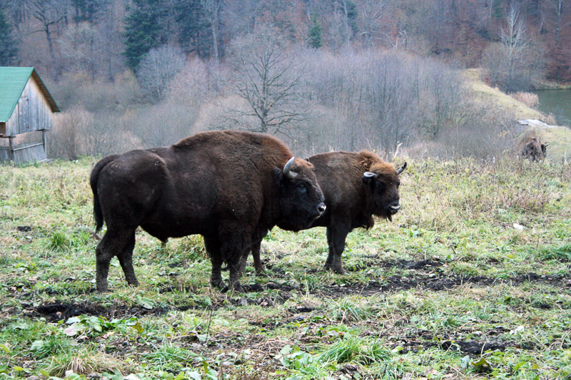 1 menyatakan ciri dan tingkah laku khas haiwan melindungi diri daripada musuh dan cuaca melampau. Bison Definisi Bison Dalam Kamus Frisia