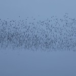 Starling Murmuration (65,000 birds est)