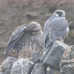 Fledged peregrine falcons