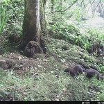 Le vison d' Am&eacute;rique, infatigable pr&eacute;dateur invasif - The American mink, tireless invasive predator