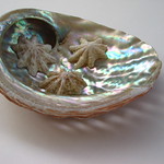 abalone