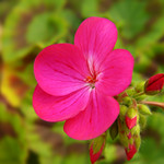 Geranium