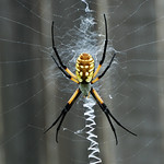 Banana Spider ?