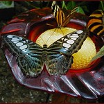 Blue Clipper getting a drink - (Parthenos sylvia)