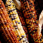 indian corn