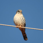 Falc&atilde;o-americano ou quiriquiri (Falco sparverius) - American Kestrel - 37 02-07-07 039 - 8