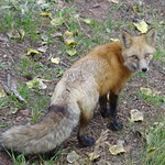 Fox tails are bushy this year...