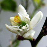 Coming Soon to a Branch Near Me