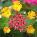 A Star Lantana Camara !
