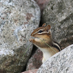 Chipmunk 02