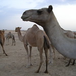 camel farm