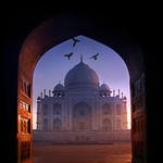 Scaring Parrots at the Mahaal -INDIA