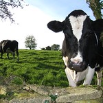 Cotswold Cows