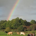 Rainbow over Hatfield forest
