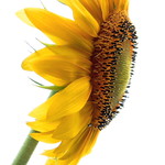 I'm king of the world