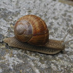 Snail