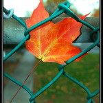 Fall Leaf